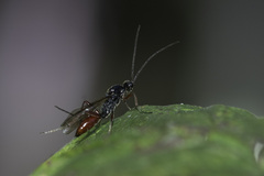 Proctotrupidae