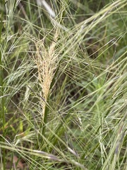 Austrostipa mollis