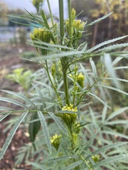 Tagetes minuta