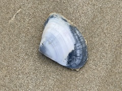 Latona deltoides