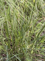 Austrostipa mollis