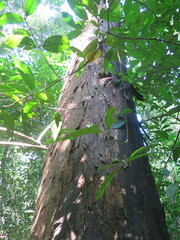 Copaifera salikounda