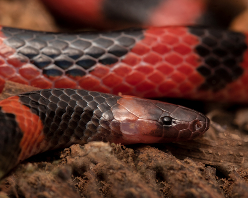 Coral Earth Snake