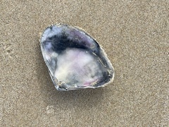 Latona deltoides