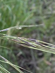 Austrostipa mollis
