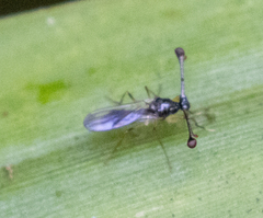 Diopsidae