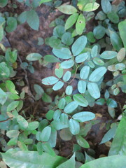 Copaifera salikounda