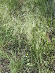 Austrostipa mollis