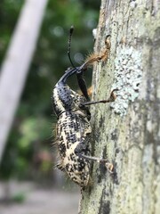 Odontoderes morbillosus