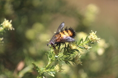 Paradejeania rutilioides
