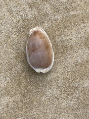 Naria erosa