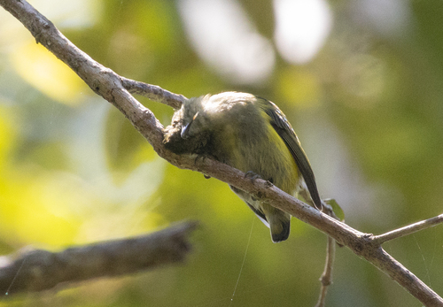 Common Sunbird-Asity (Neodrepanis coruscans), photo 8