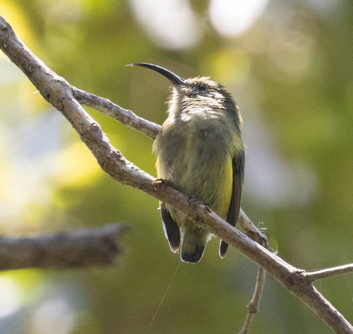 Common Sunbird-Asity (Neodrepanis coruscans), photo 7