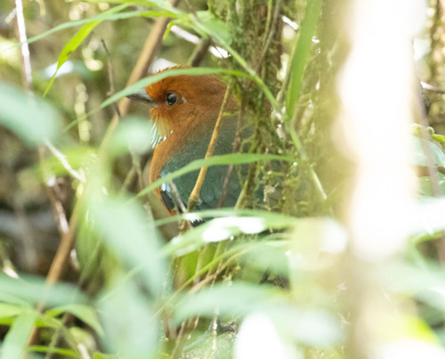 Rufous-headed Ground Roller (Atelornis crossleyi), photo 9