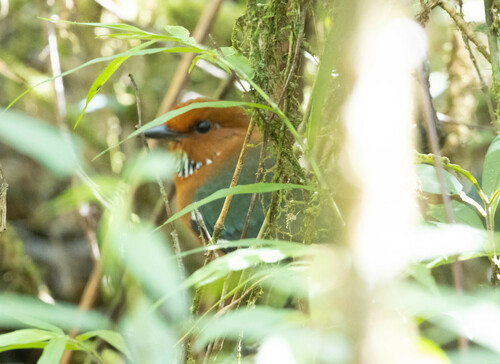 Rufous-headed Ground Roller (Atelornis crossleyi), photo 7