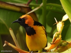 Icterus auricapillus