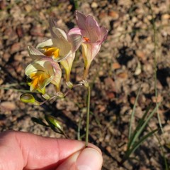 Freesia refracta