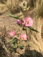 Sphaeralcea brevipes