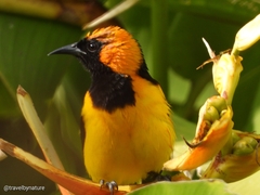 Icterus auricapillus