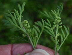 Lepidium didymum