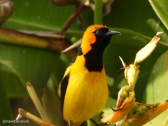 Icterus auricapillus