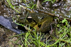 Ranoidea lesueuri