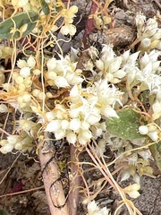 Cuscuta