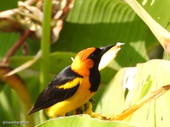 Icterus auricapillus