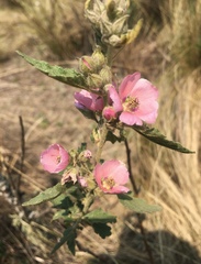 Sphaeralcea brevipes