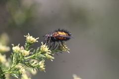 Paradejeania rutilioides