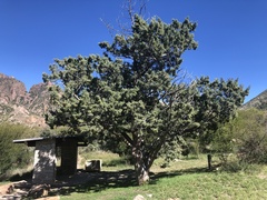 Cupressus arizonica