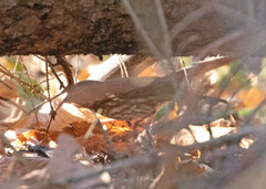 Passerella iliaca iliaca