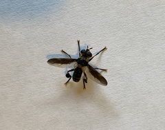 Trichopoda plumipes