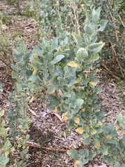 Atriplex nummularia