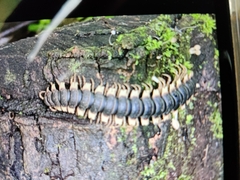 Nyssodesmus python