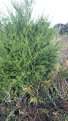 Juniperus virginiana