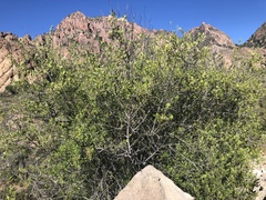 Fraxinus greggii
