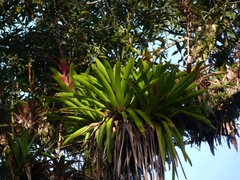 Vriesea philippocoburgi