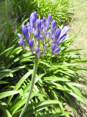 Agapanthus