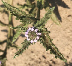 Verbena hispida