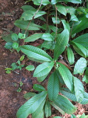 Tetracera potatoria
