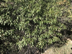Quercus gravesii
