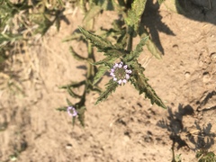 Verbena hispida