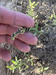 Heliotropium curassavicum