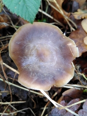 Rhodocollybia butyracea