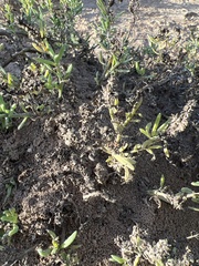 Heliotropium curassavicum