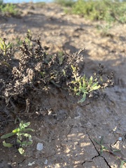 Heliotropium curassavicum