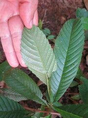 Tetracera potatoria