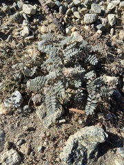 Dalea mollissima