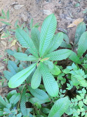 Tetracera potatoria